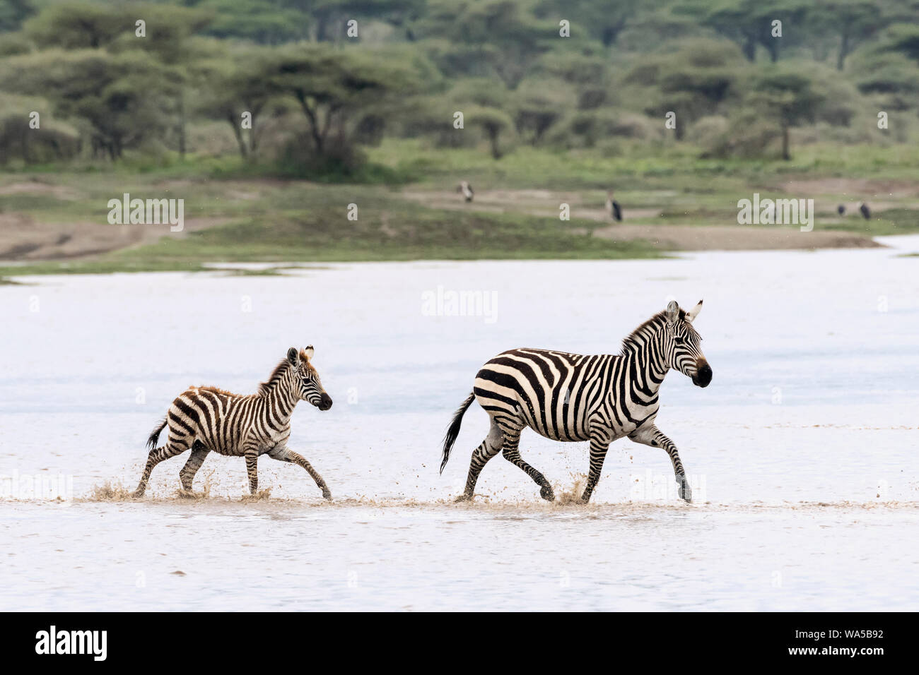 Zebra e il puledro attraversando il lago allagato Ndutu, Serengeti, Tanzania Foto Stock