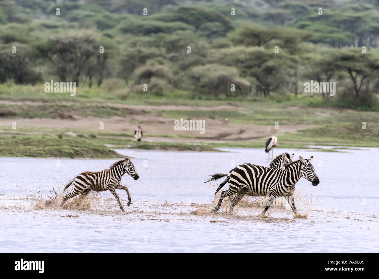 Famiglia Zebra schizzi attraverso il canale allagata, Lago Ndutu, Serengeti, Tanzania Foto Stock