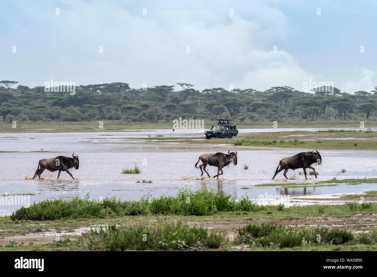 I turisti in safari veicolo guardando gnu splash attraverso il canale allagata, Lago Ndutu, Serengeti, Tanzania Foto Stock
