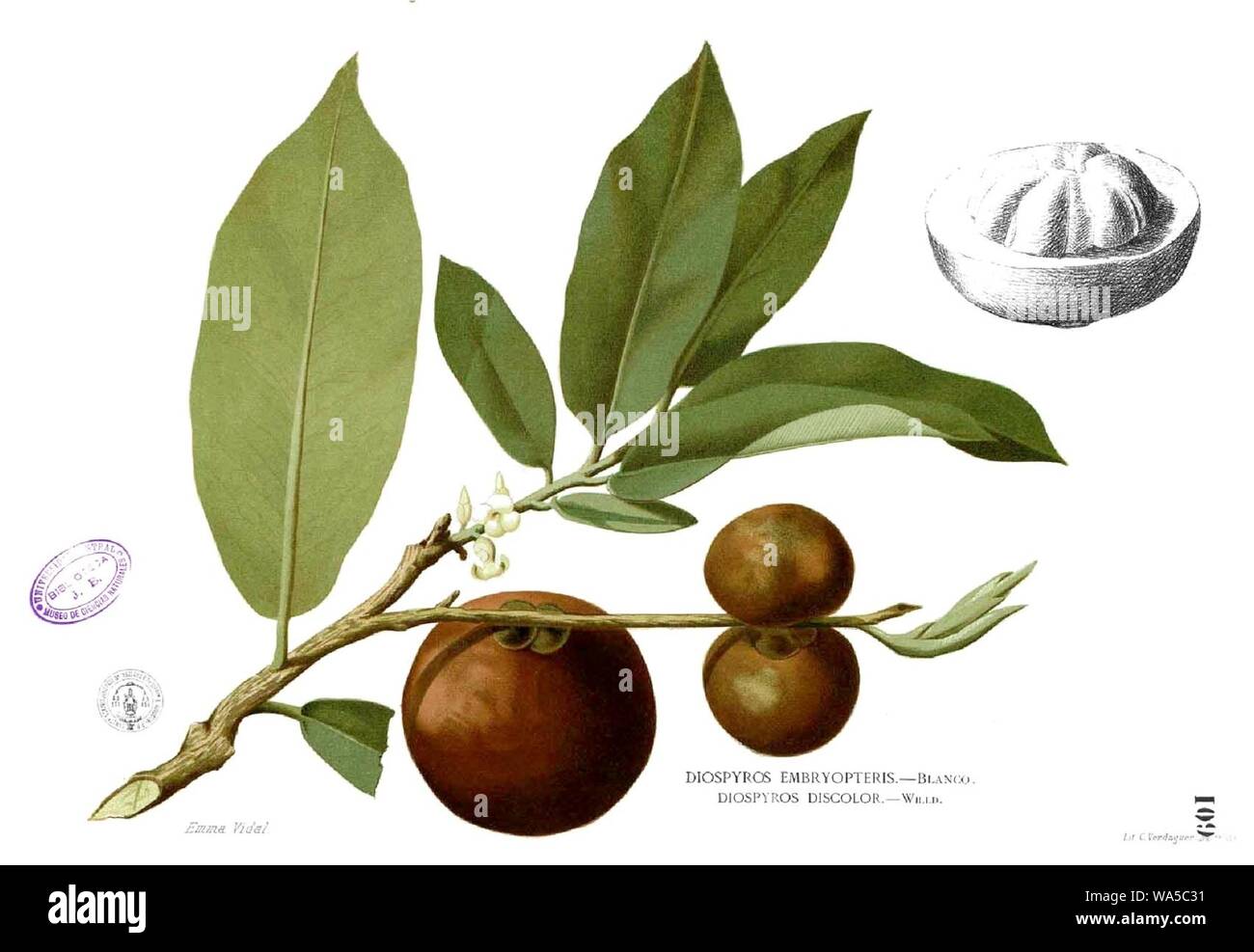 Diospyros blancoi Blanco1.109. Foto Stock