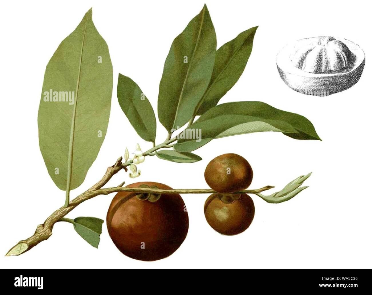 Diospyros blancoi Blanco1.109-ritagliata. Foto Stock