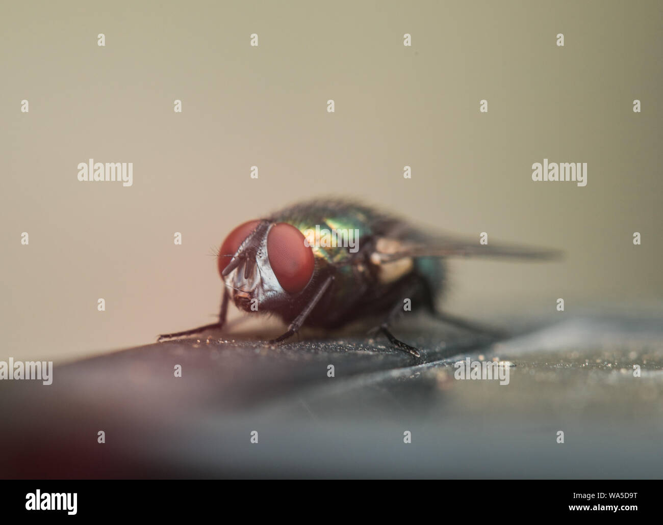 Un'immagine ravvicinata di una mosca di casa Foto Stock