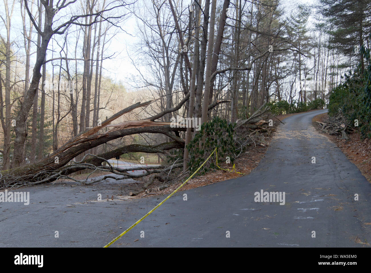 Una strada divide con un modo bloccato da un albero caduto la forzatura di un viaggiatore a trovare un altro modo per andare Foto Stock