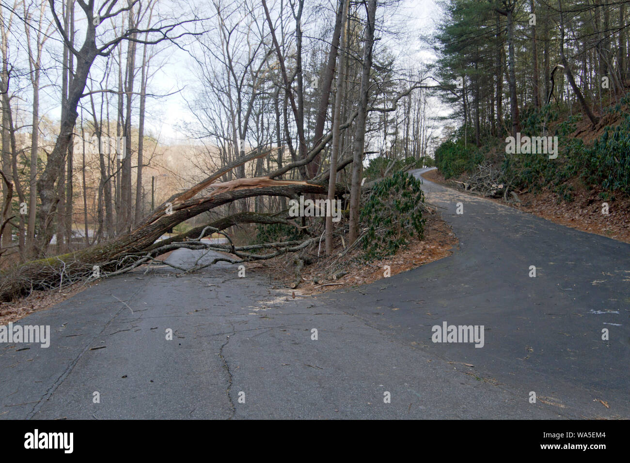 Una strada divide con un modo bloccato da un albero caduto costringendo i viaggiatori ad avventurarsi nell'ignoto su un incurvamento sentiero in salita Foto Stock