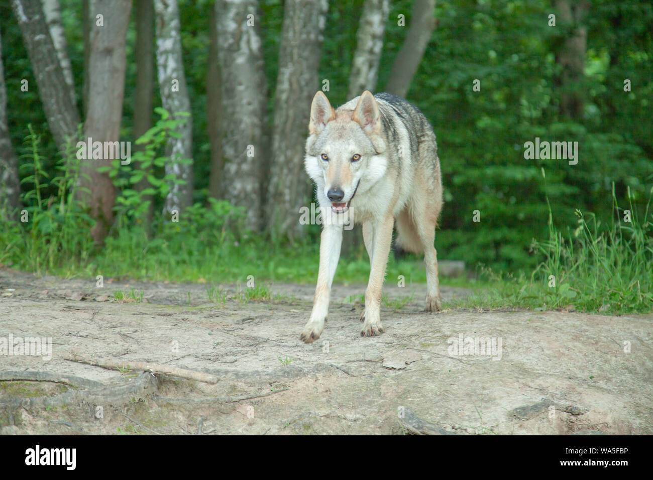 Wolfdog russo passeggiate a piedi e in riproduzione in natura nella foresta Foto Stock