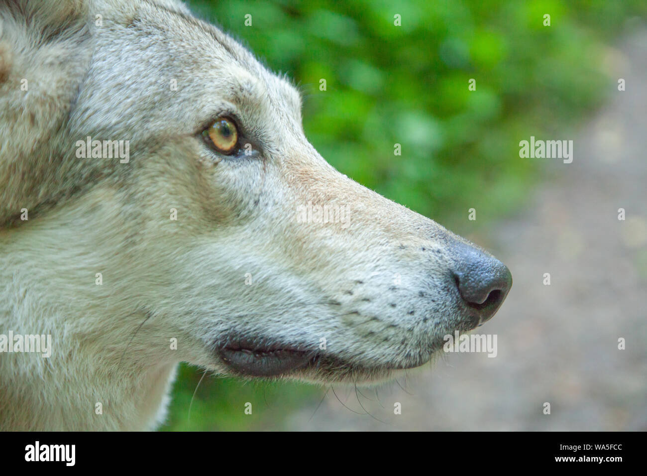 Wolfdog russo passeggiate a piedi e in riproduzione in natura nella foresta Foto Stock