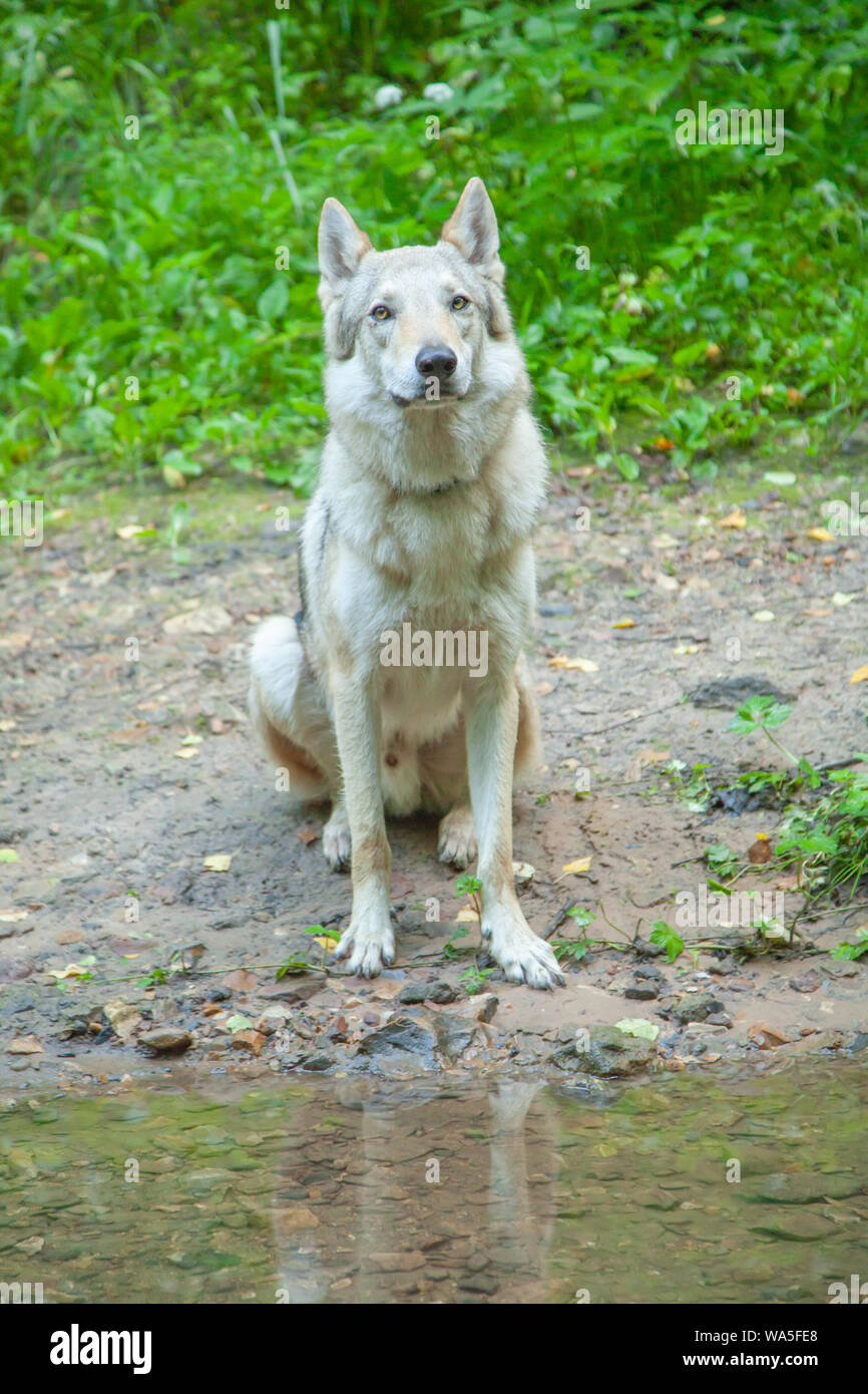 Wolfdog russo passeggiate a piedi e in riproduzione in natura nella foresta Foto Stock