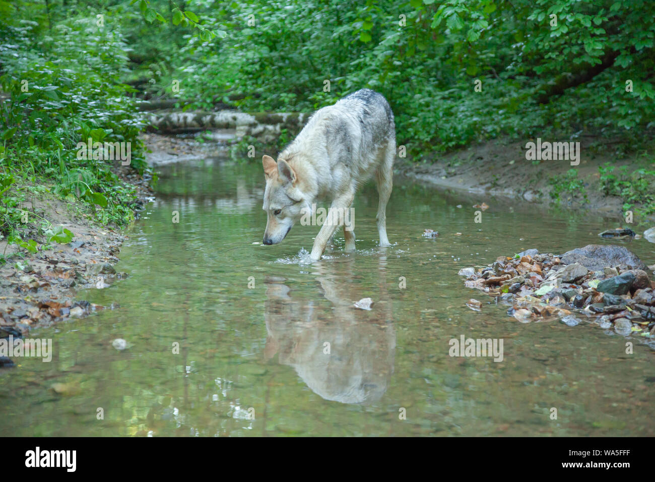 Wolfdog russo passeggiate a piedi e in riproduzione in natura nella foresta Foto Stock