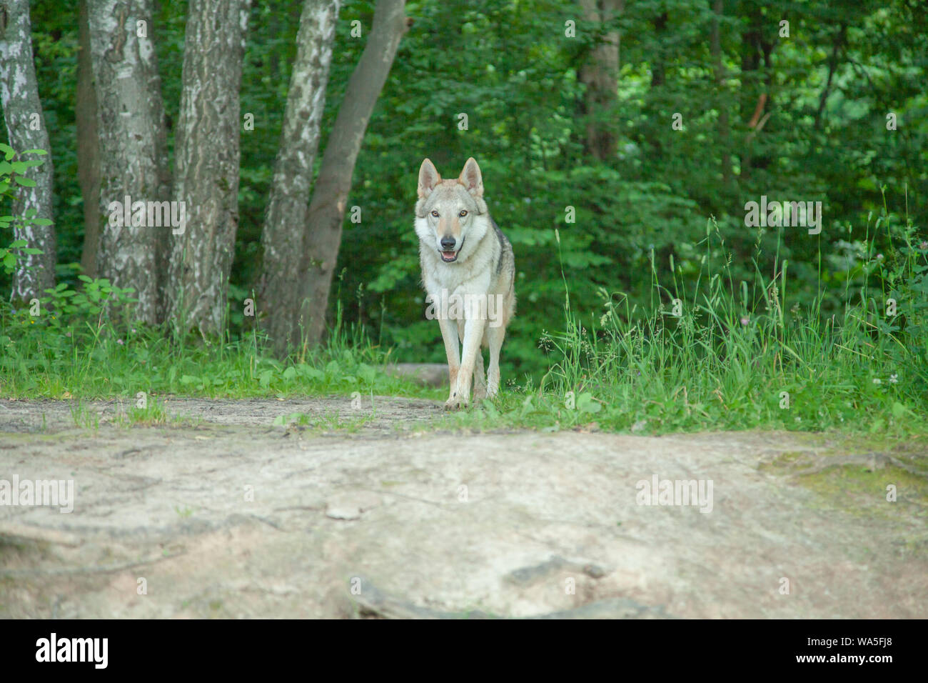 Wolfdog russo passeggiate a piedi e in riproduzione in natura nella foresta Foto Stock