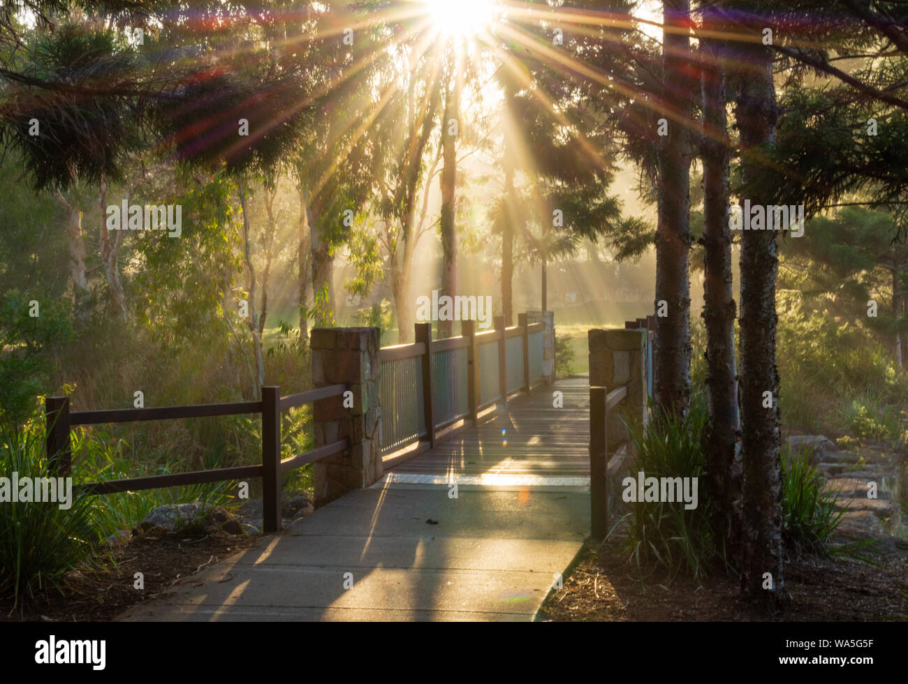 Luce del sole di mattina attraverso gli alberi su un sentiero pedonale e ponte in una foresta Foto Stock