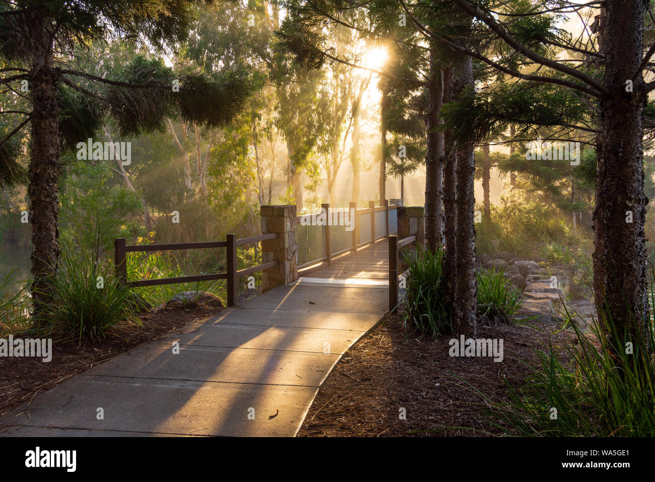 Luce del sole di mattina attraverso gli alberi su un sentiero pedonale e ponte in una foresta Foto Stock