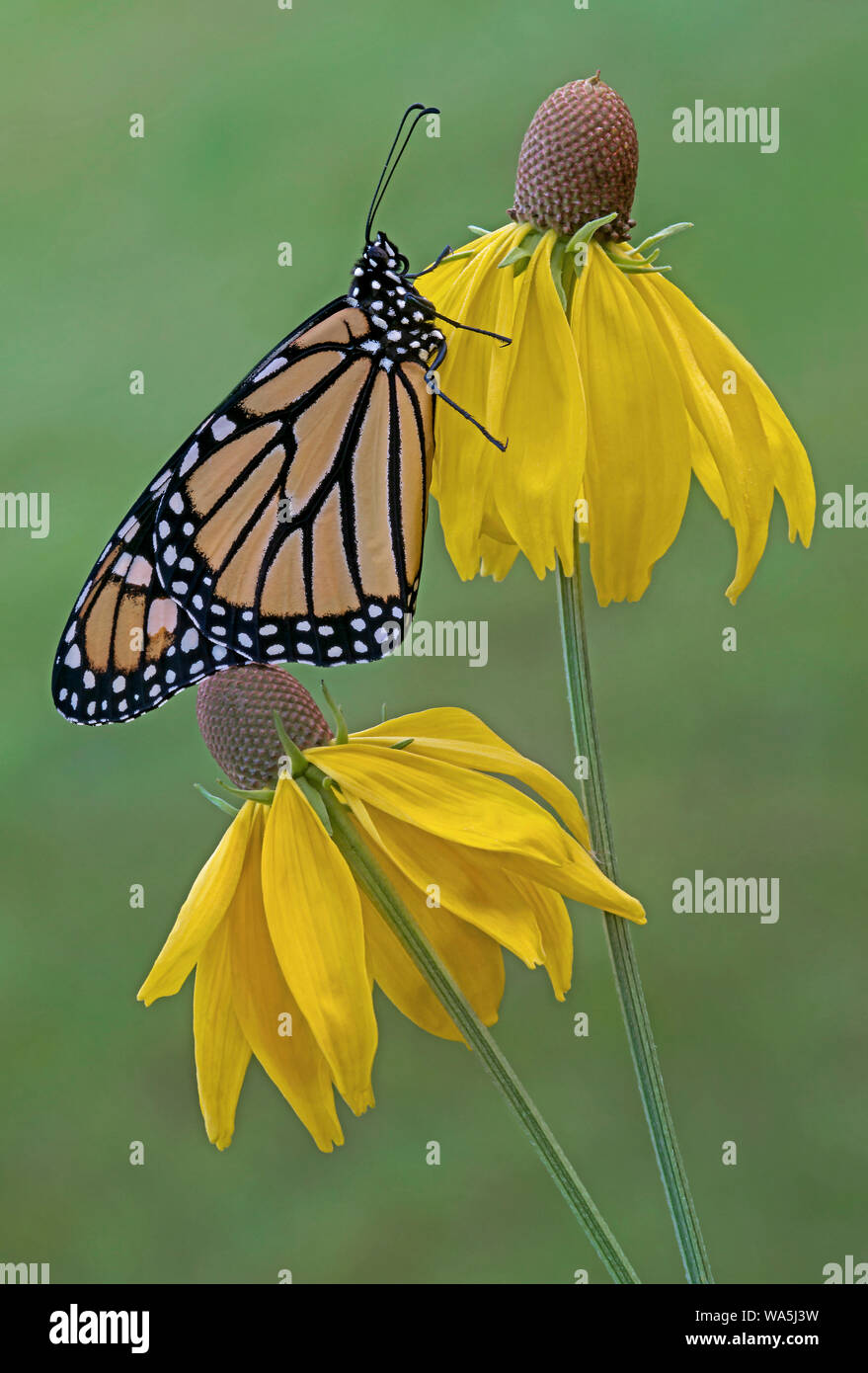 Adulto farfalla monarca (Danaus plexippus) sulla testa grigia Coneflower (Ratibida pinnata), USA orientale, da saltare Moody/Dembinsky Foto Assoc Foto Stock