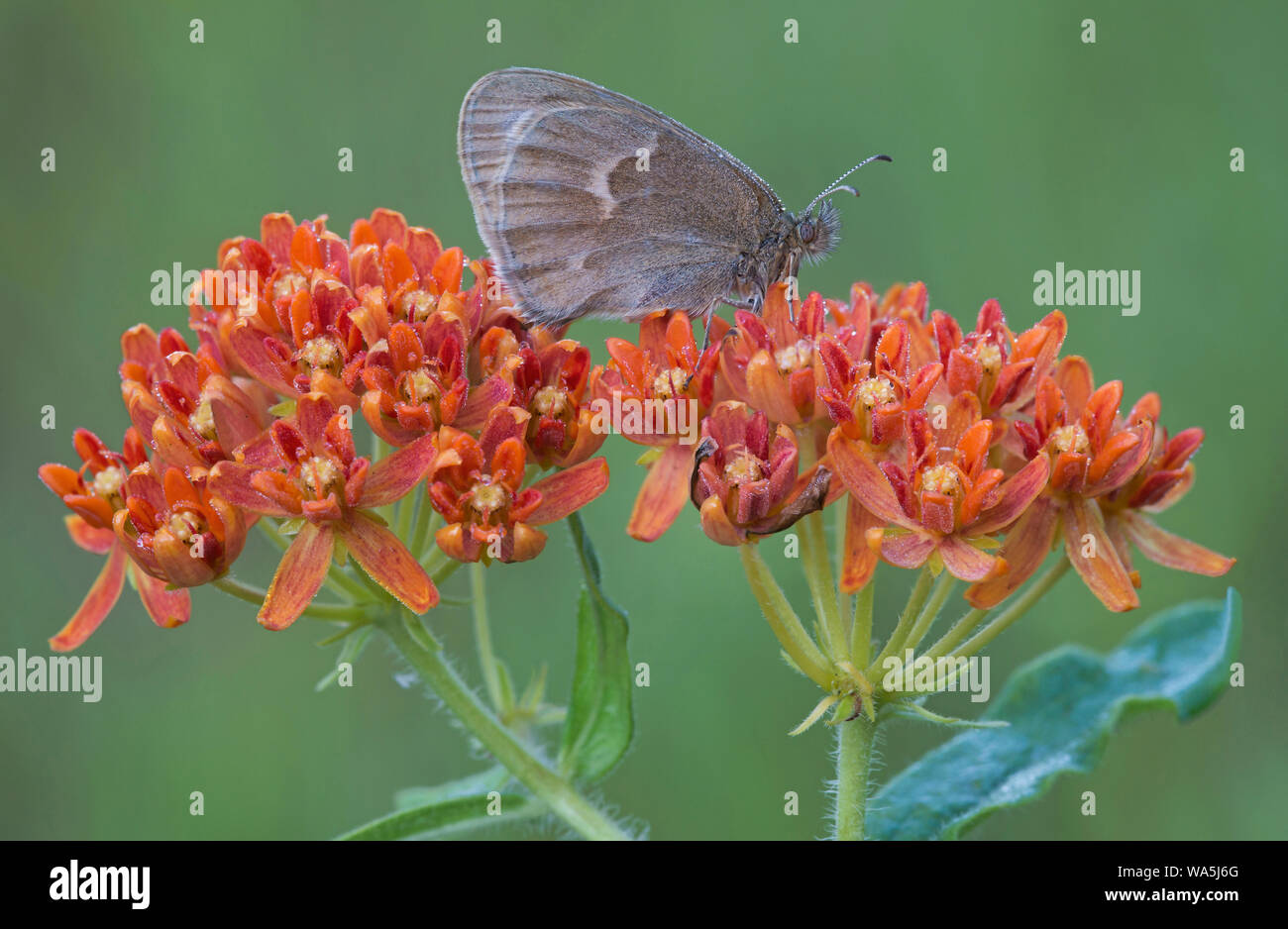 Ringlet butterfly (Coenonympha tullia) alimentazione sulla farfalla (Milkweed Asclepias tuberosus), Orientale degli Stati Uniti, da saltare Moody/Dembinsky Foto Assoc Foto Stock