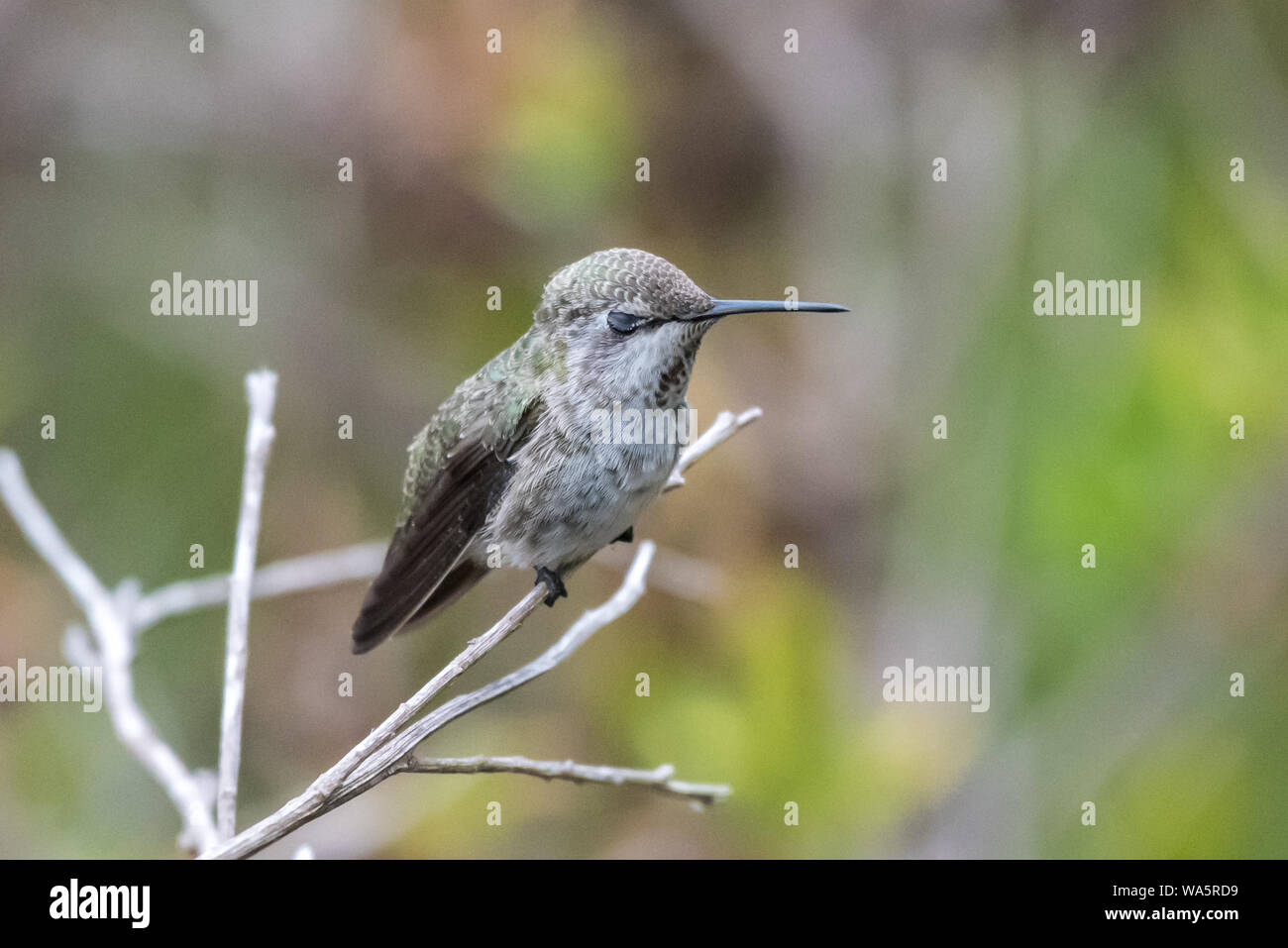 Carino di Anna Hummingbird appollaiato sul ramo di lampeggiare chiudendo gli occhi per un momento di split. Foto Stock