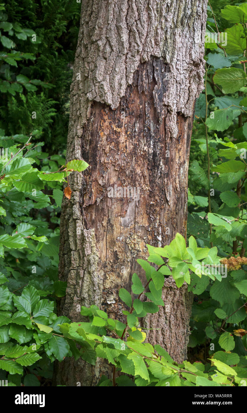 La corteccia si stacca dal marciume tronco di un morto (liquidambar Liquidambar styraciflua) albero che morì dopo prolungato secca calda estate meteo, Surrey, Regno Unito Foto Stock