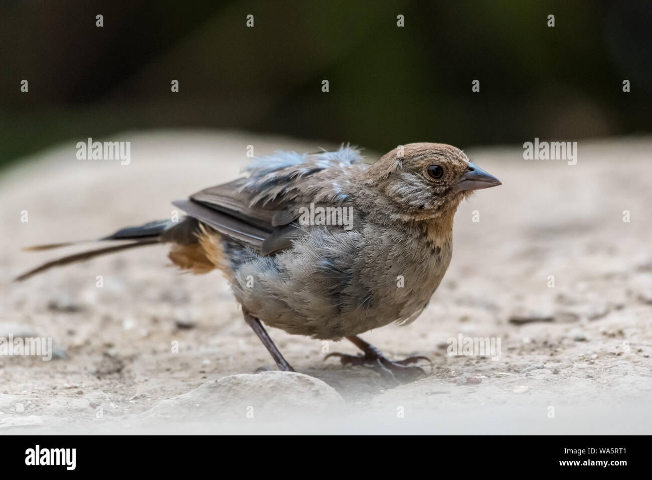 Colorato Cassin Finch rovistando lungo il sentiero escursionistico in cerca di cibo per la sopravvivenza. Foto Stock