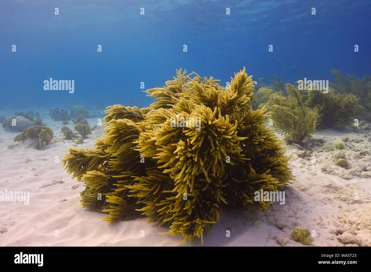 Coral onde nella corrente di subacquea al largo dell'isola di Bonaire nei Caraibi Foto Stock