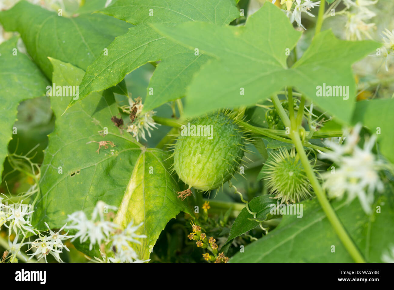 Echinocystis lobata, selvaggio frutto di cetriolo closeup Foto Stock