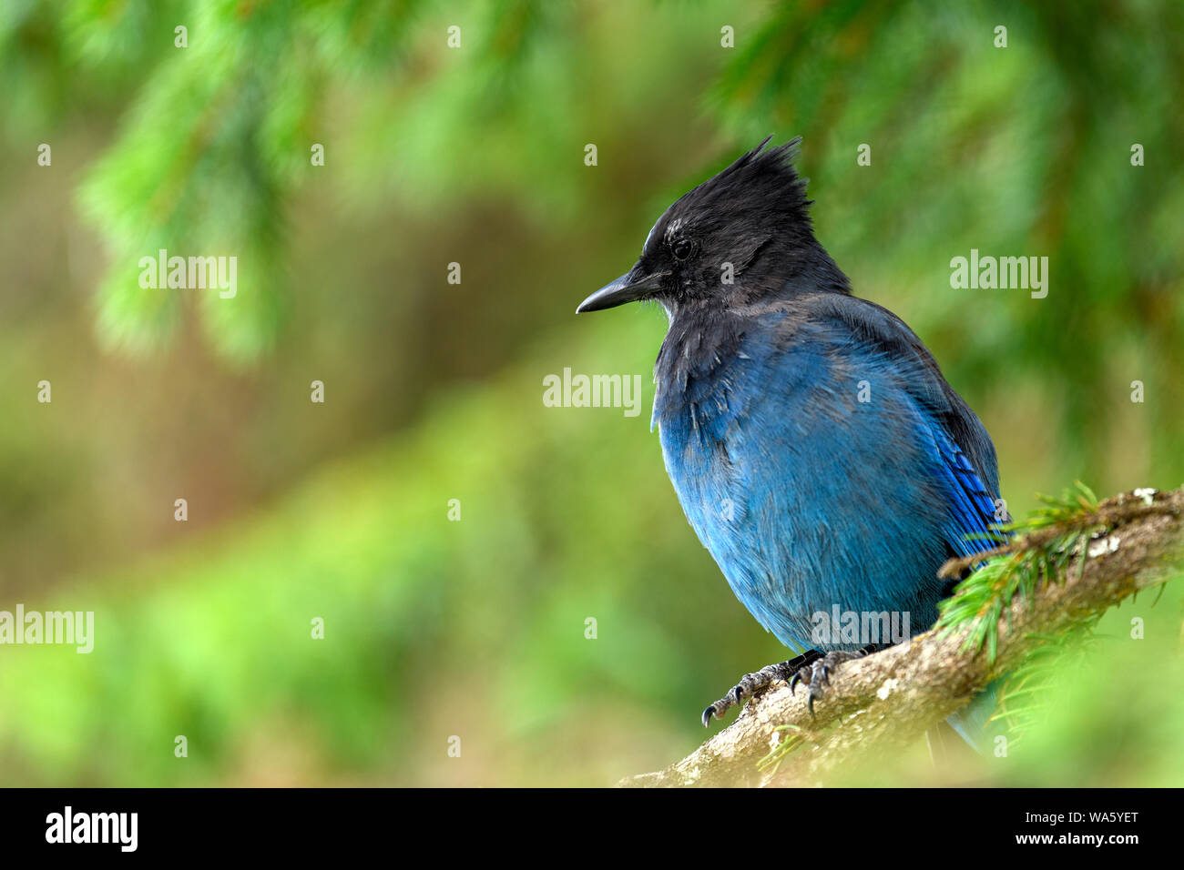 Steller jay (Cyanocitta stelleri) in Rogers Pass area del ghiacciaio parco naturale, British Columbia, Canada. Essa è strettamente correlata alla blue j Foto Stock