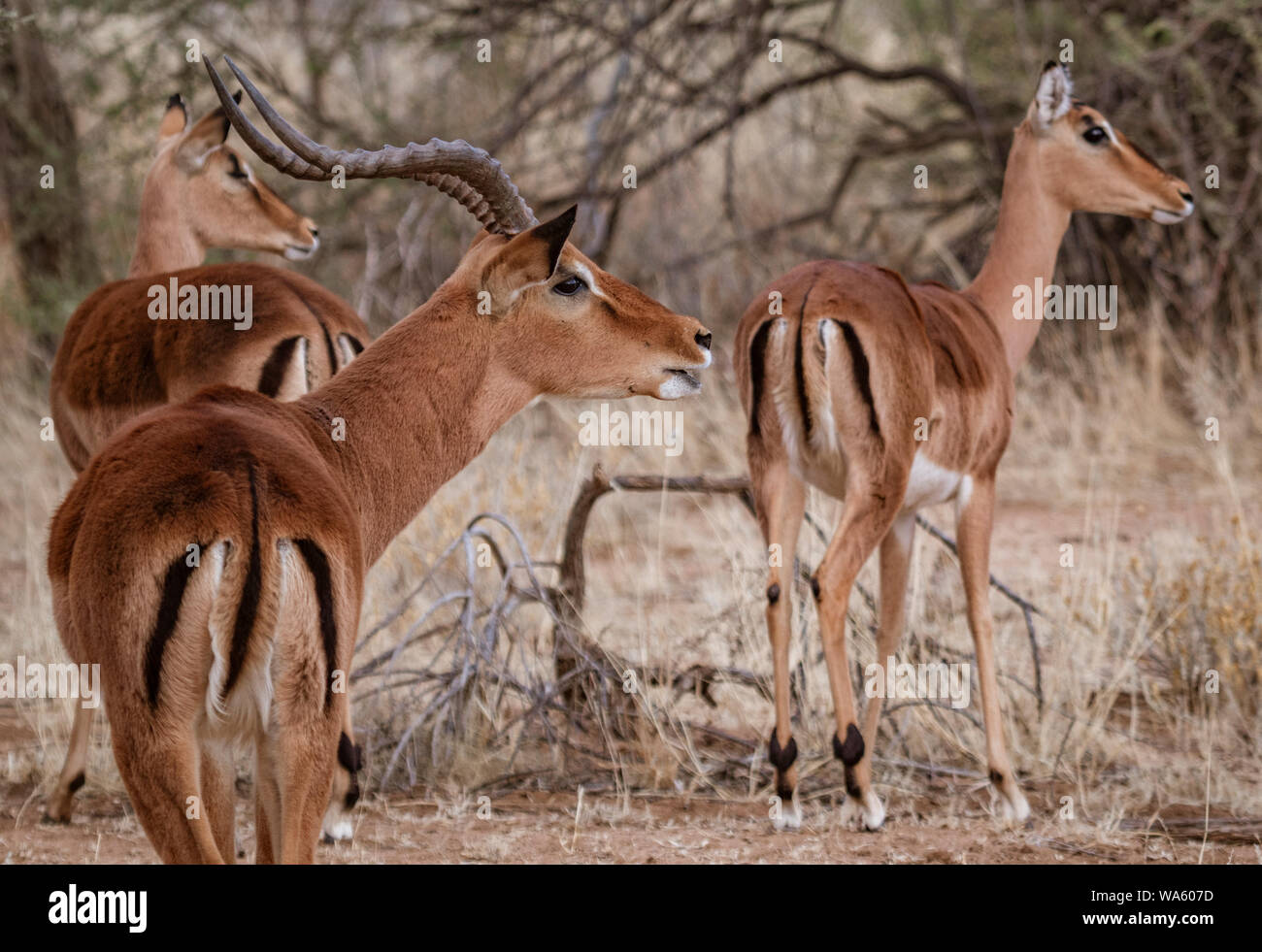 Un maschio di impala controlla il suo harem di femmine in Namibia Foto Stock