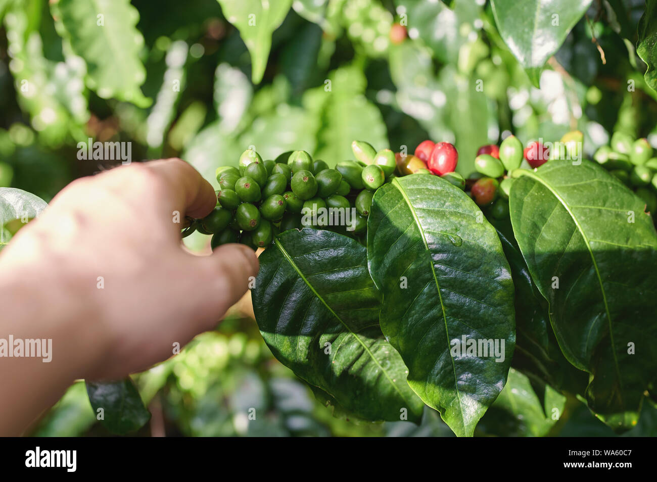 Rosso di raccolta i chicchi di caffè dal ramo impianto vista ravvicinata Foto Stock