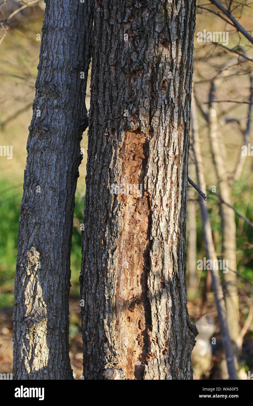 La corteccia di un albero di olmo latino ulmus o frondibus ulmi mostrante l'inizio della malattia dell'olmo olandese chiamato anche grafiosi del olmo in Italia Foto Stock