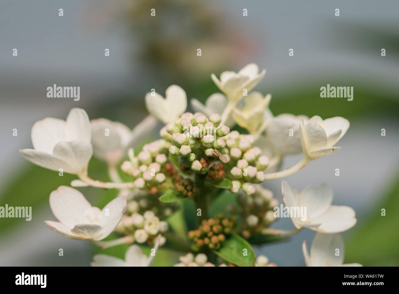 Un'immagine ravvicinata di un fiore bianco su bianco e lo sfondo di colore verde Foto Stock