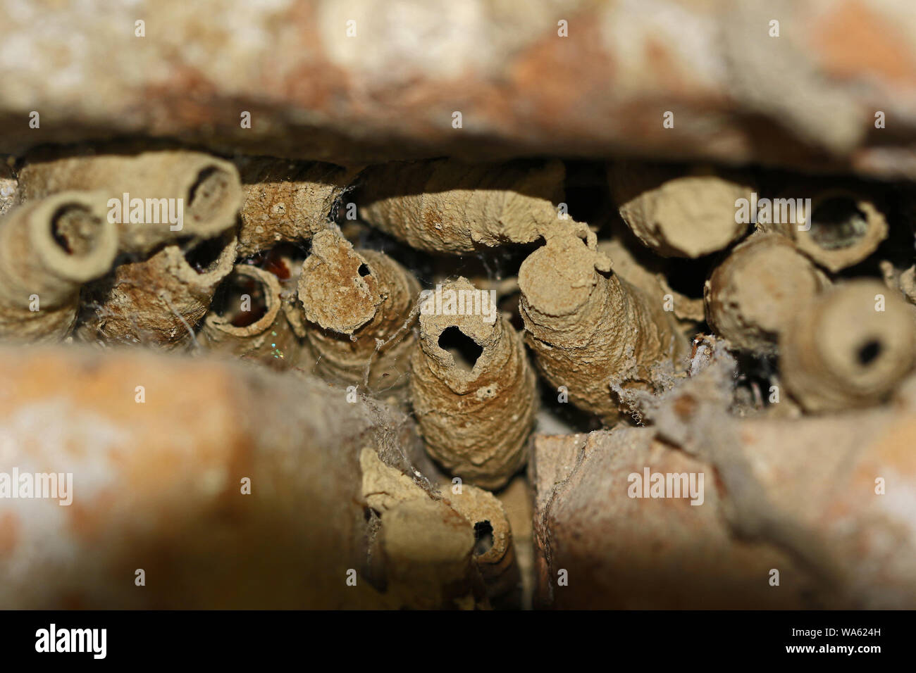 Il fango wasp o dauber di fango o sporcizia dauber latino Sceliphron caementarium wasp nidi tra la muratura in mattoni in un vecchio edificio in Italia centrale Foto Stock