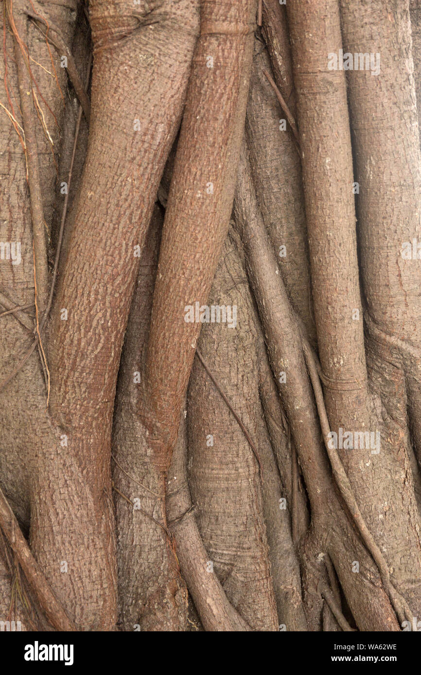 Banyan Tree di corteccia di texture. Radice fino in prossimità dello sfondo. Foto Stock