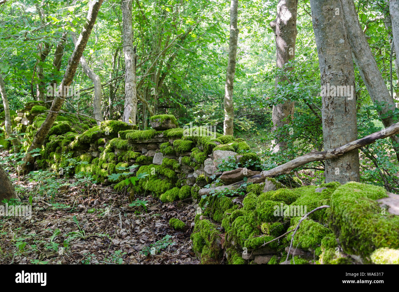 Vecchie coperte di muschio secco parete di pietra in una foresta all'isola svedese Oland Foto Stock