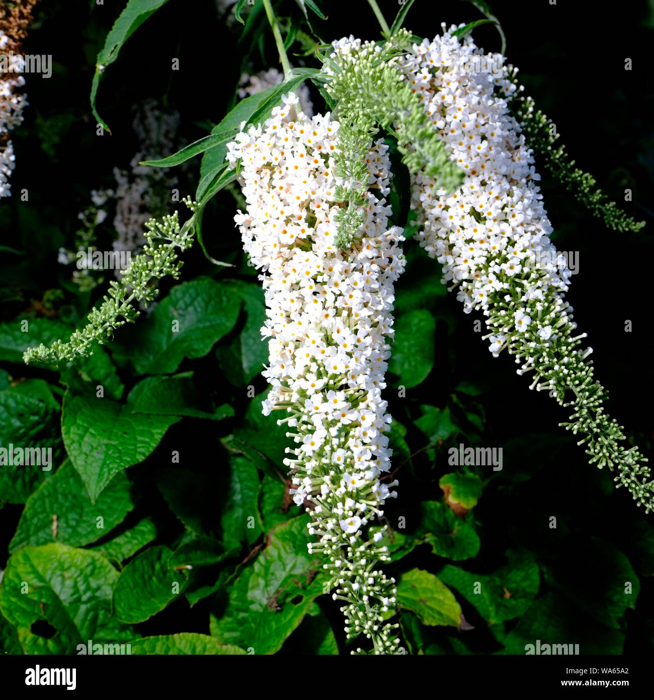 Buddleja Davidii o bianco fiori a profusione in fiore in un cottage Inglese giardino Foto Stock