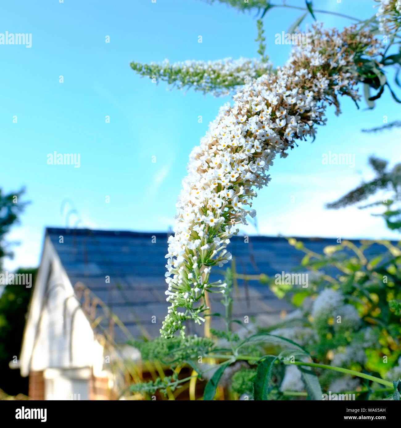 Buddleja Davidii o bianco fiori a profusione in fiore in un cottage Inglese giardino Foto Stock