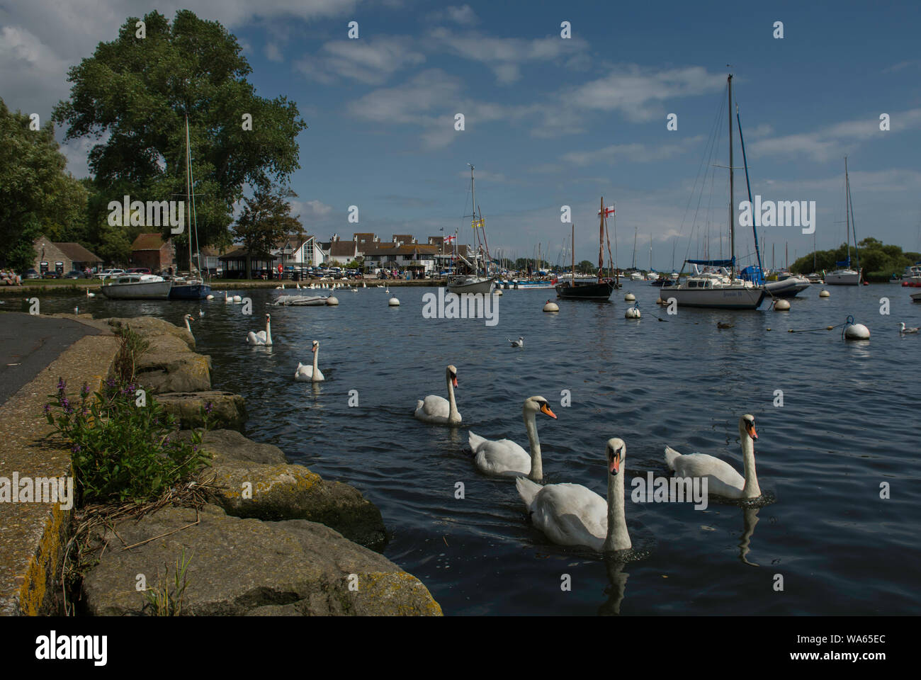 Un bevente di svevi sul fiume a Christchurch Foto Stock