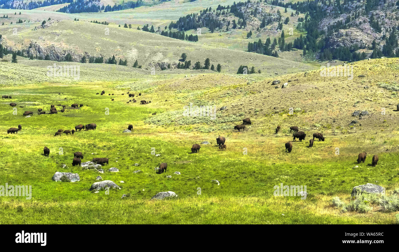 Ripresa a tutto campo di una mandria di bisonti pascolare nel yellowstone Foto Stock