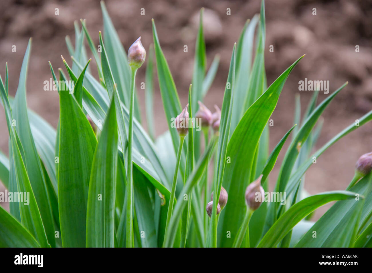 Fresco di erba verde nel cortile con boccioli di fiori, close-up primavera sfondo, foglie verdi, natura Foto Stock