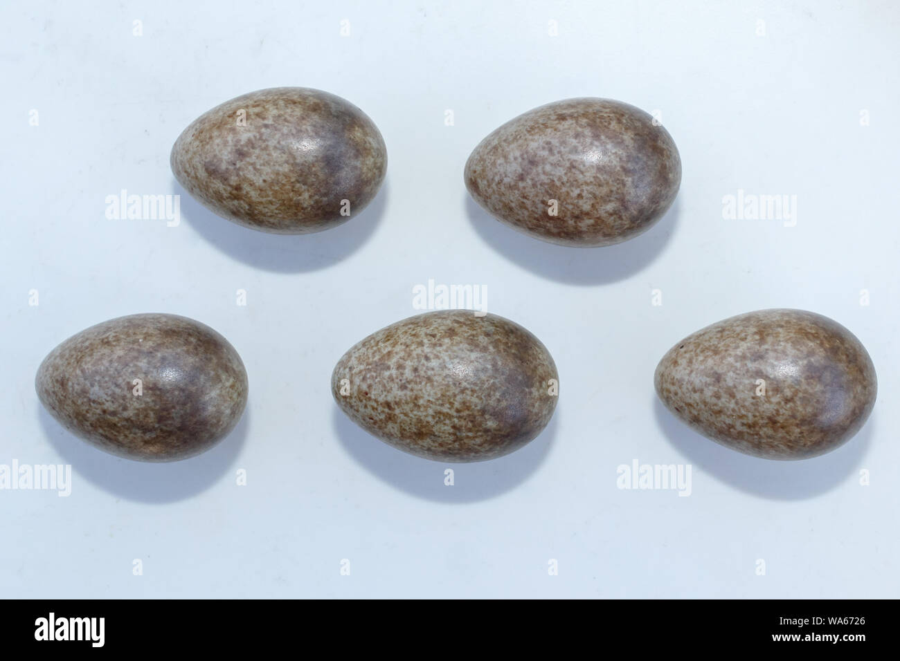 Alauda arvense. Le uova di allodola davanti a uno sfondo bianco, isolata. La Russia. Russia, Rjazan Regione (Ryazanskaya oblast) Foto Stock