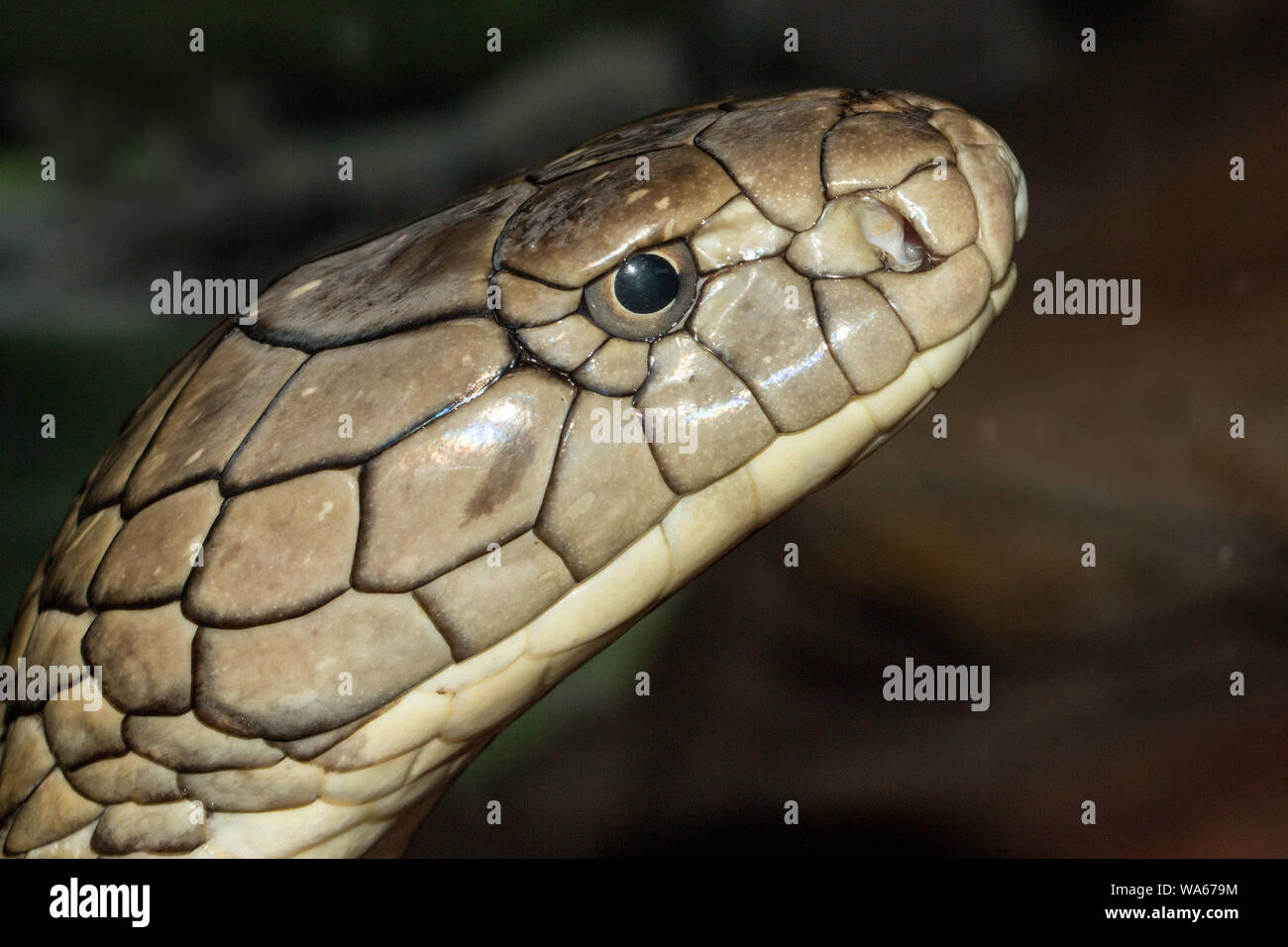 Colpo alla testa del prigioniero Re Cobra Foto Stock