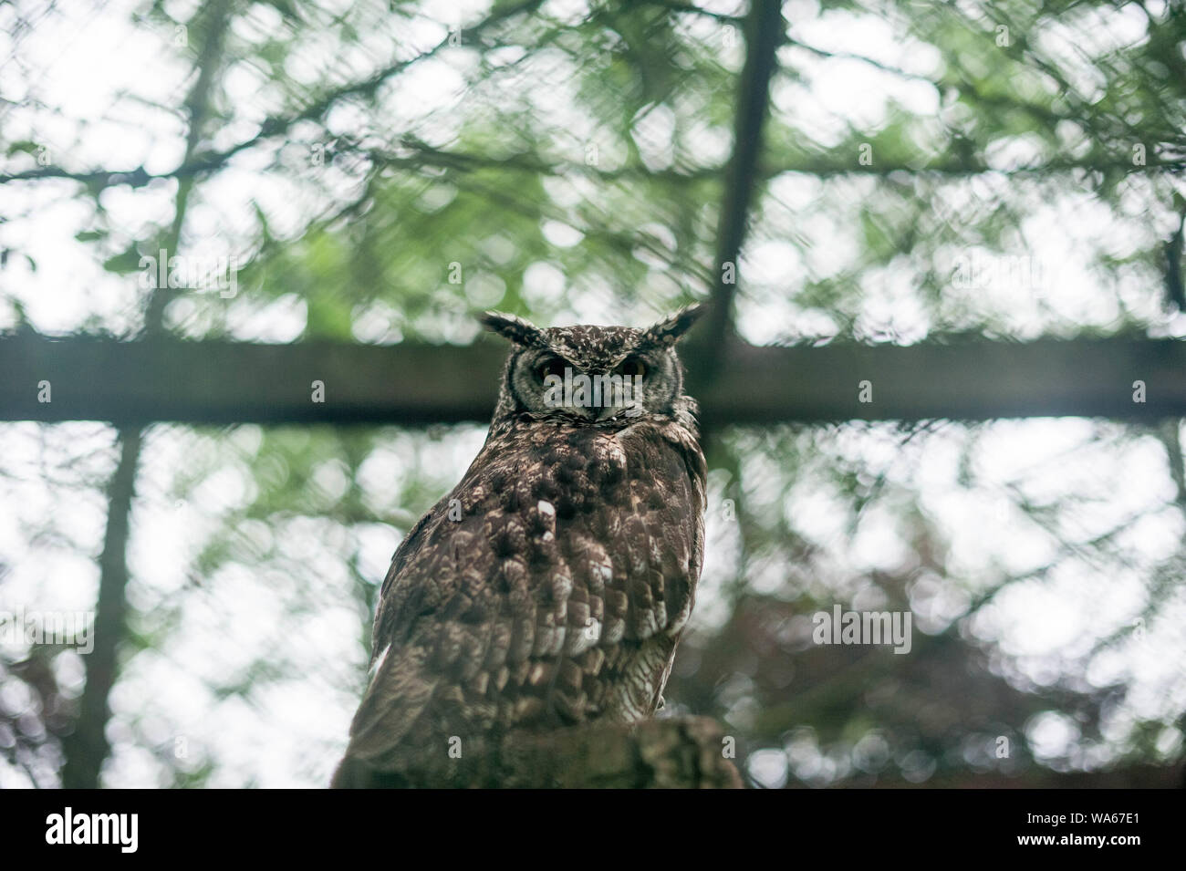 Grande gufo cornuto su un ramo. Selvaggina di penna abitanti del Parco Foto Stock