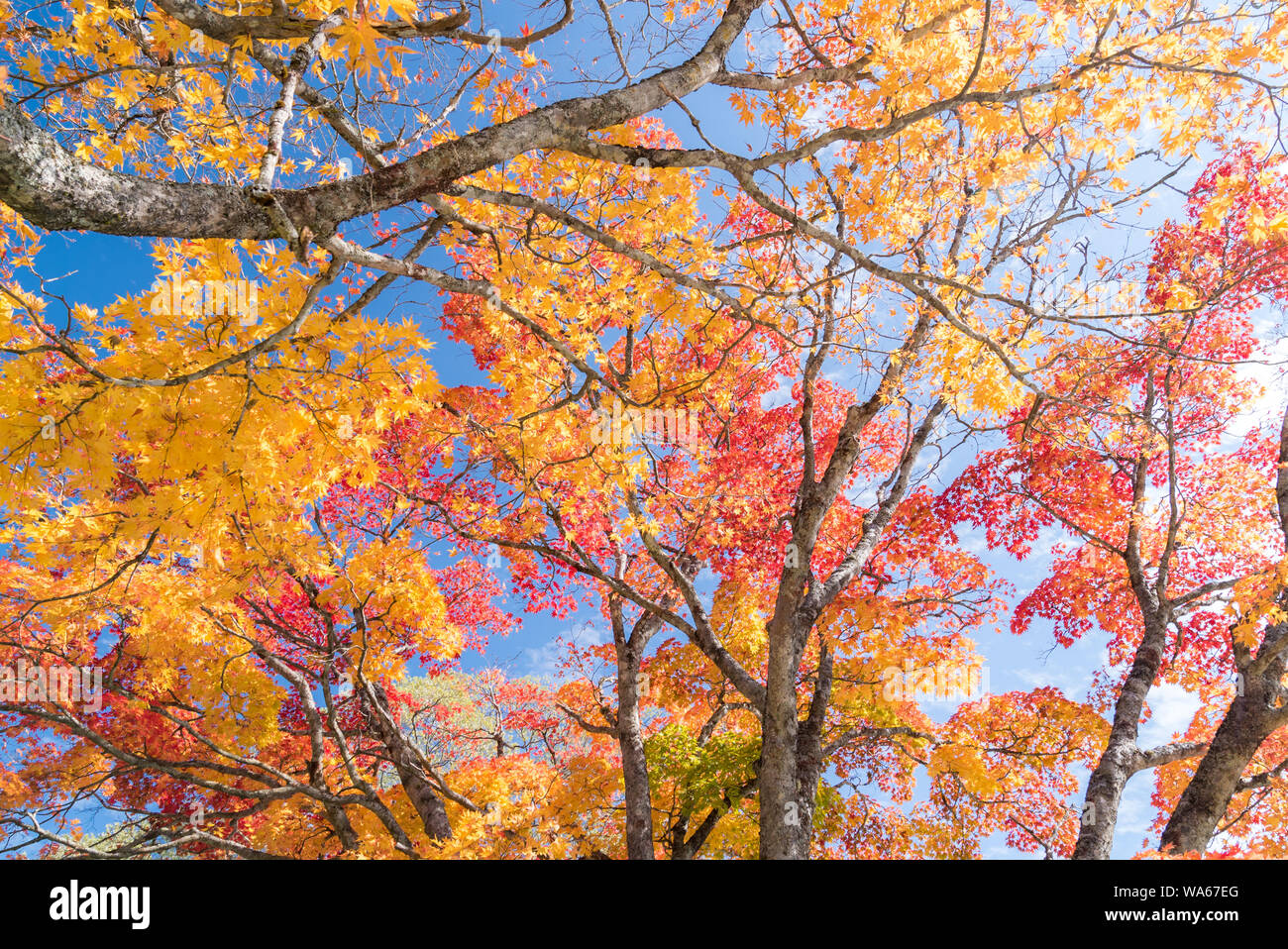 Lasciare rosso di acero di autunno autunno sfondo Foto Stock