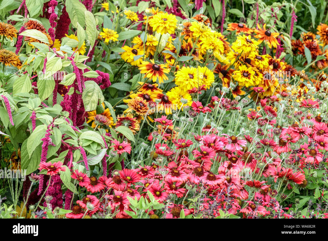 Rosso Giallo fiori, Gaillardia, Amaranto, Black-Eyed Susan Rudbeckias, misti aiuola Agosto Foto Stock
