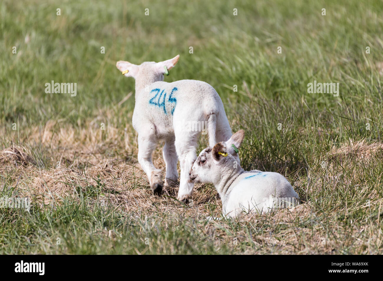 Baby primavera agnelli godendo il sole primaverile nella campagna del Suffolk Foto Stock