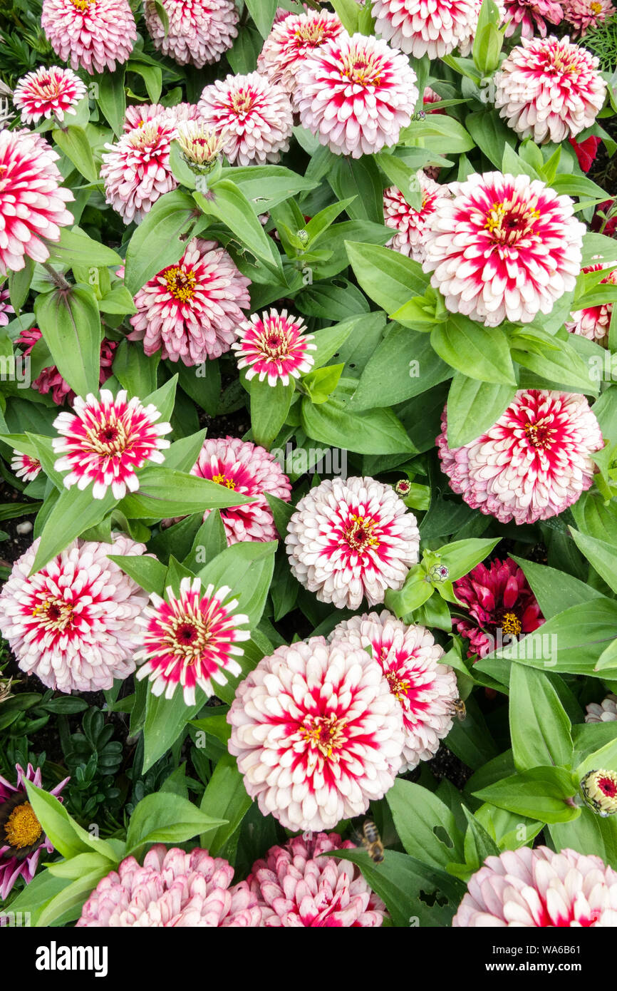 Fiori di Zinnie rosa, Zinnia "Swizzle Cherry and Ivory" Foto Stock