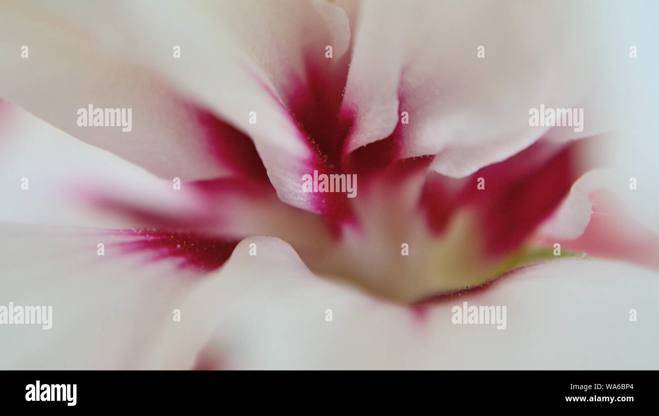 Bianco con rosa rosa di Sharon fiore, Hibiscus syriacus fotografia macro Foto Stock