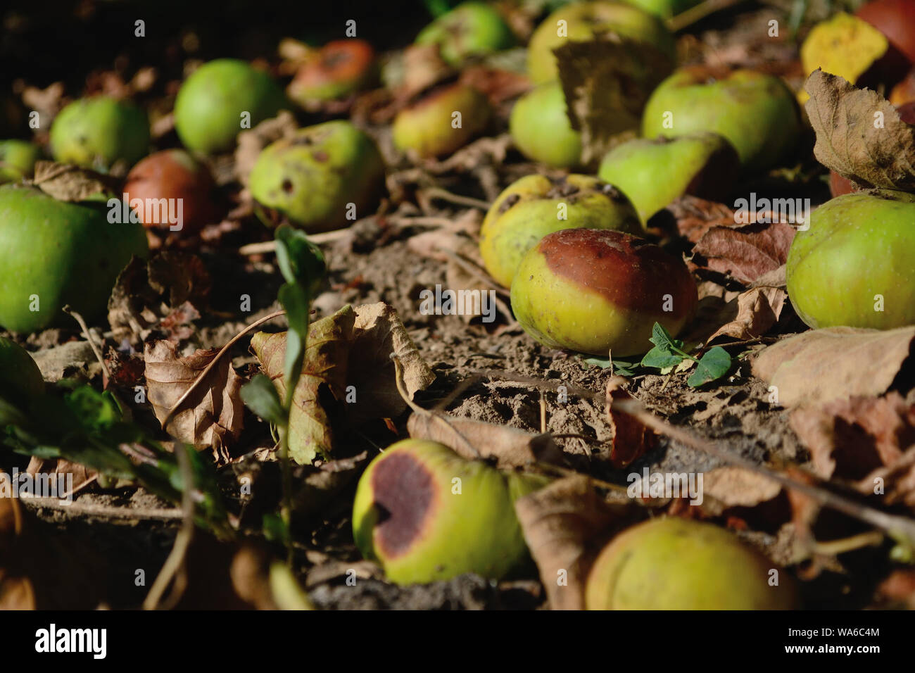 Mele Verdi sul terreno caduto dall'albero, Malus domestica Foto Stock