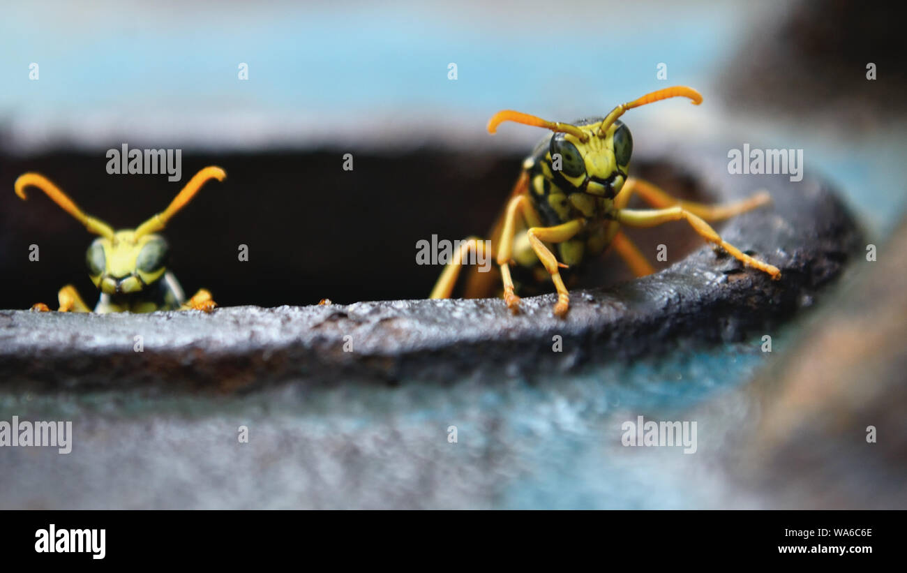 Vespe sbirciando dal buco di vecchia pompa d'acqua arrugginita nel giardino.. Vespe di carta europea, dominola polistes Foto Stock