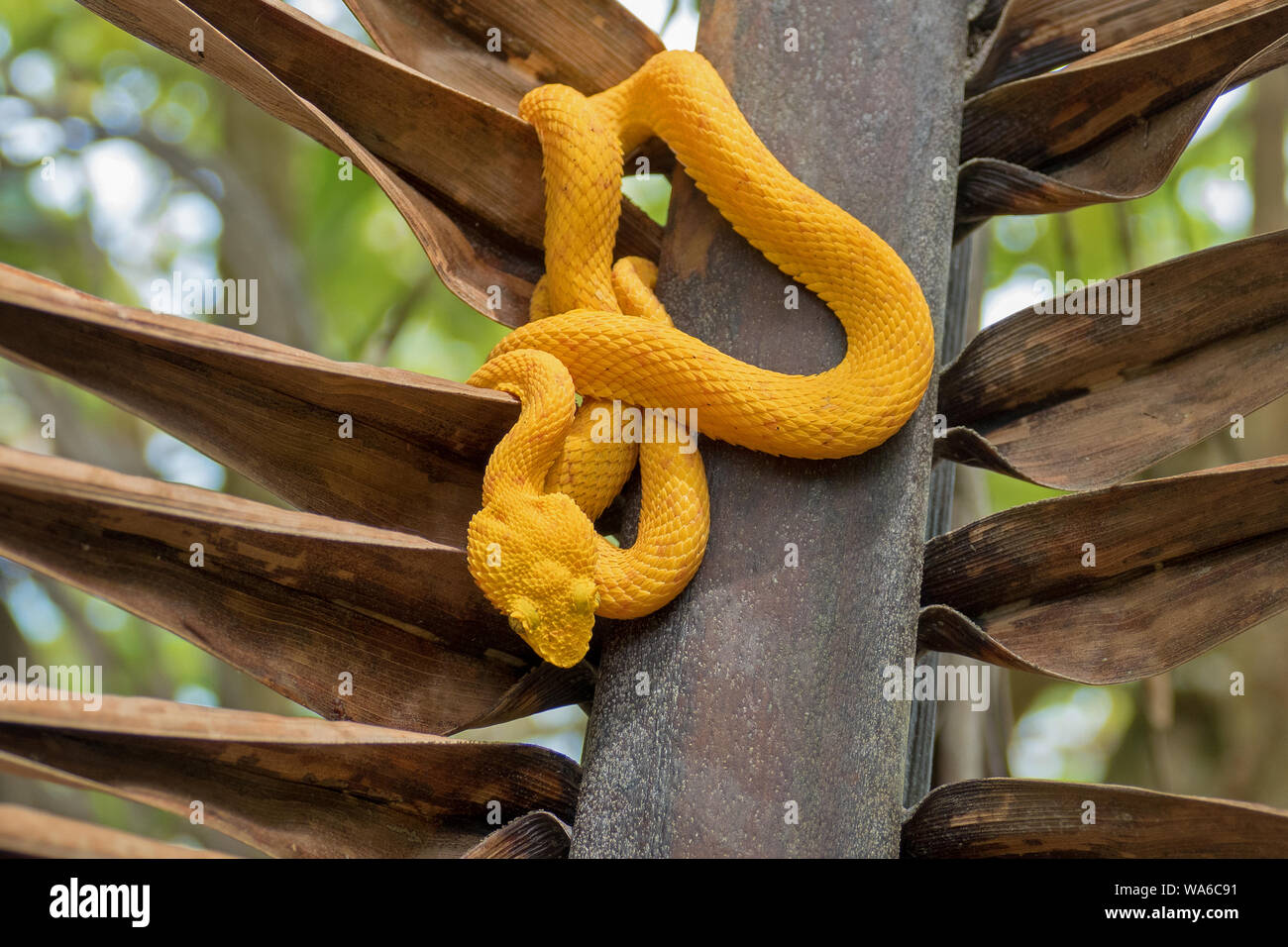 Gialla Viper di ciglia (bothriechis schlegelii) in Cahuita, Costa Rica Foto Stock