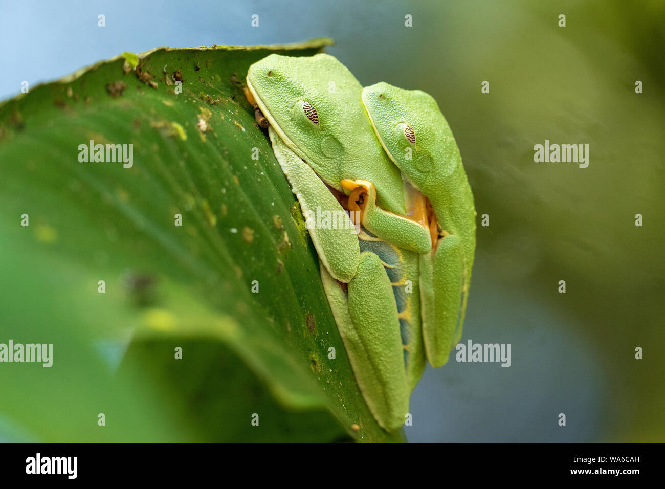 Due red eyed Rane di albero di dormire sulla foglia Foto Stock