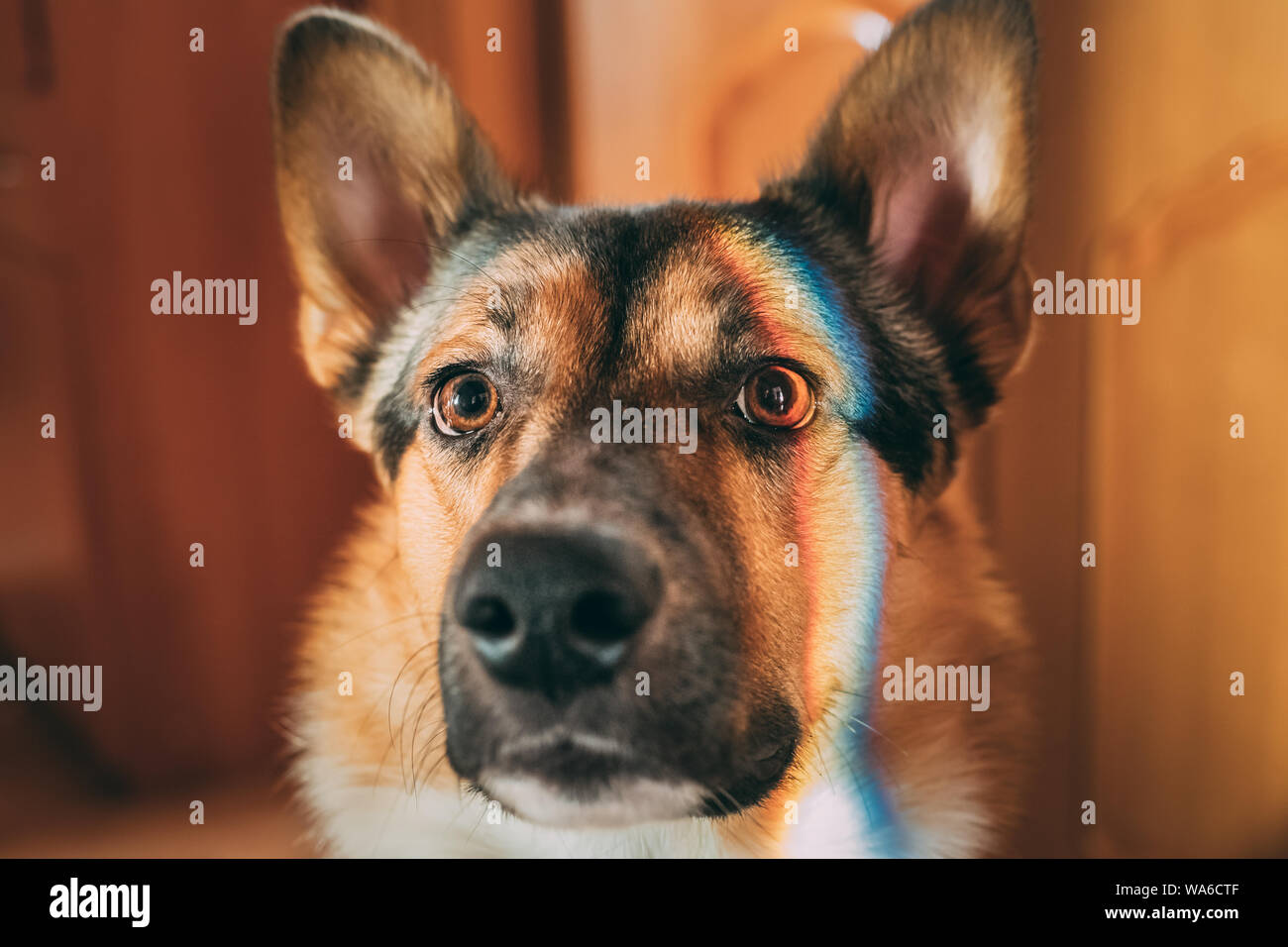 La riflessione di un multi-colore Arcobaleno su di una faccia di un cane. Mixed-razza cane giacente sul piano piscina. Foto Stock