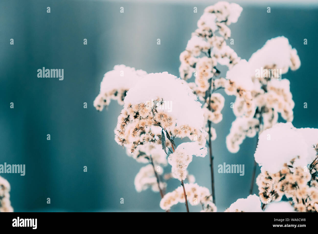 Bellissimo il gambo di erba secca coperto di neve. Foto Stock