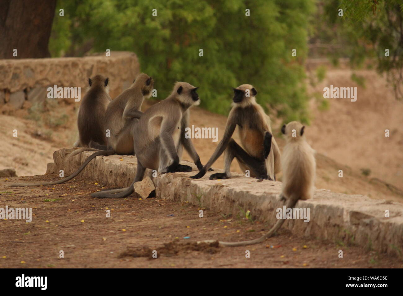 TERRA DELLE SCIMMIE Foto Stock